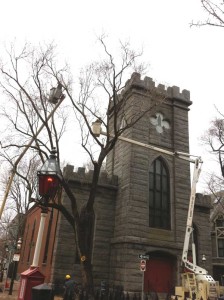 TreeWork-march2013-2