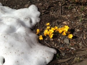 flowers-in-snow